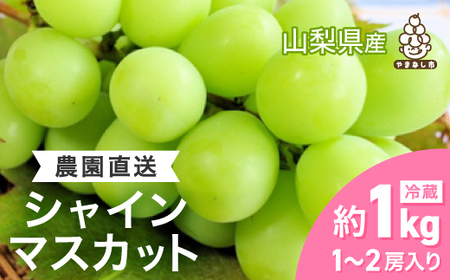 《2025年先行予約》 シャインマスカット 約1kg (1～2房) 農園直送 ! シャインマスカット_おいしいシャインマスカット 美味しいシャインマスカット 人気のシャインマスカット 国産シャインマスカット 山梨シャインマスカット 甘いシャインマスカット 果物シャインマスカット くだものシャインマスカット クダモノシャインマスカット フルーツシャインマスカット デザートシャインマスカット おすすめシャインマスカット 旬のシャインマスカット 新鮮シャインマスカット 種なしシャインマスカット 大粒シャインマスカ