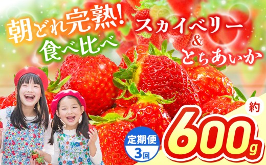 【先行予約】【定期3回】スカイベリー＆とちあいか 食べ比べ 約 300g×2  | 果物 くだもの フルーツ 野菜 やさい ヤサイ 苺 イチゴ いちご とちあいか スカイベリー 食べ比べ 新鮮 甘い 数量 限定 美味しい 果物 フルーツ デザート 栃木県 那珂川町 送料無料