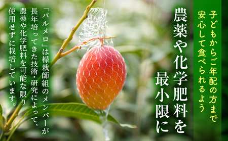 宮崎県産 希少種マンゴー パルメロ 550g以上 1玉入り 期間限定 数量限定