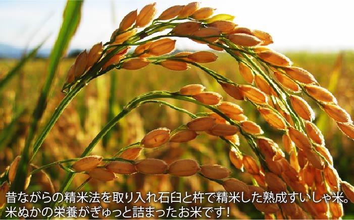 令和7年産 佐賀県産 さがびより 5kg【一粒】NAO010