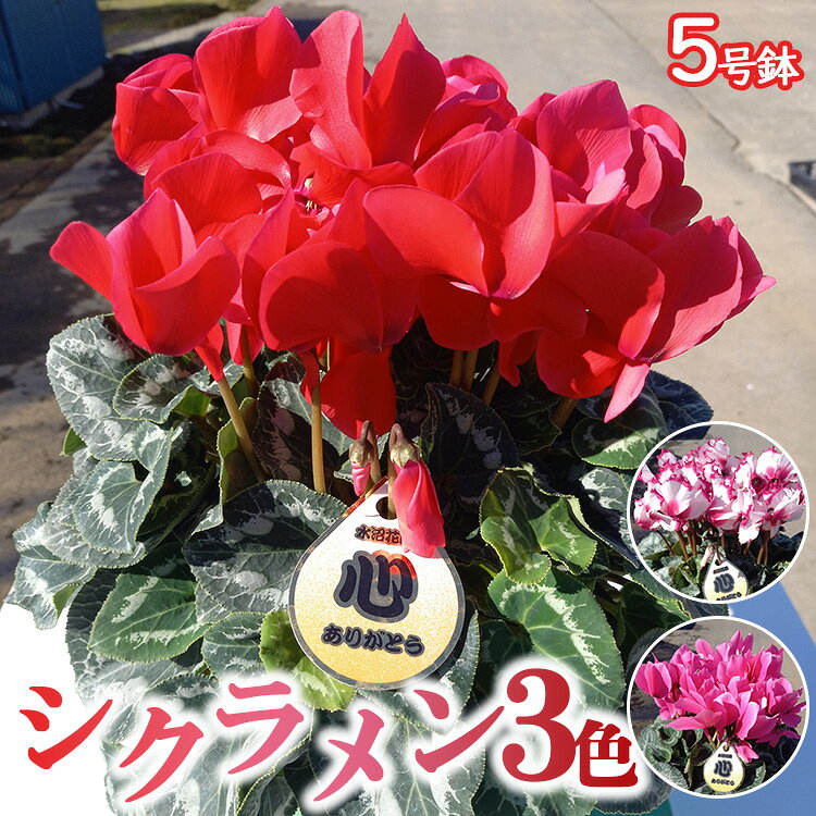 【ふるさと納税】【先行予約】厳選シクラメン5号鉢×3セット 生産者厳選3色【花・シクラメン・鉢】《11月下旬-12月下旬頃出荷予定》