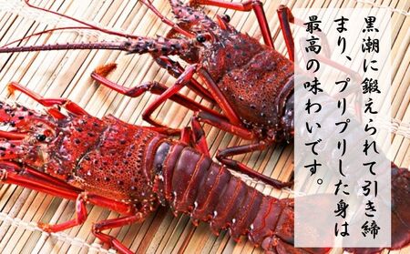 【8月上旬～9月下旬発送】 【漁師直送／生】 伊勢海老 （１kg／２〜５尾） 海老 海老 海老 海老 海老 仲野水産 