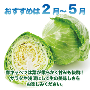 キャベツ 約10kg 4玉 ～ 8玉 キャベツ