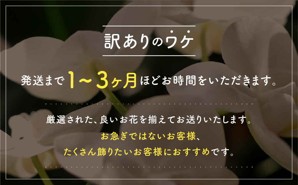 産直胡蝶蘭『ピコラ』発送までお待ちいただける方へおすすめの６鉢セット