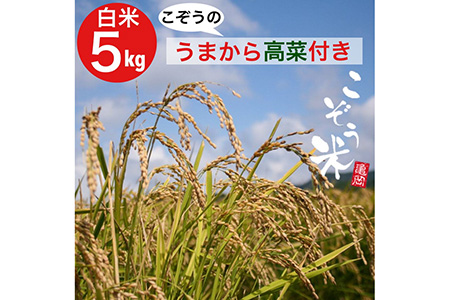 【新型コロナ被害支援】京都・亀岡産 きぬひかり 「こぞう米」 5kg ・うまから高菜付き《米 令和4年産 ご飯のお供 高菜 訳あり コロナ支援》※北海道・沖縄・離島への配送不可