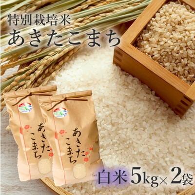 ふるさと納税 能代市 令和7年産 白米 あきたこまち 10kg (5kg×2袋)  特別栽培米[No.5335-0361]