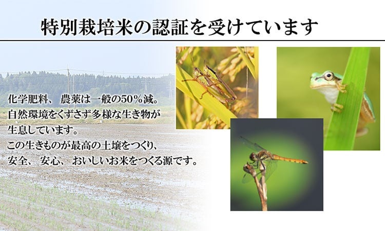 【令和6年産 新米】  特別栽培米 つや姫 乾式無洗米 10kg（5kg×2袋）山形県鶴岡市産　米工房 月山