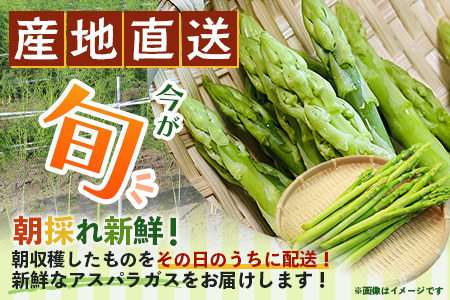 新鮮朝獲れ！！鹿島市産 アスパラガス 合計500g 【美味しい野菜で彩を】アスパラ 野菜 やさい 九州 国産 佐賀　6601611