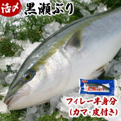 ふるさと納税 串間市 活じめ!黒瀬ブリの生鮮ぶりフィレー(1.5kg前後)【KRBF15】