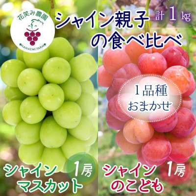 岡山　花笑み農園のブドウ『園主おすすめシャイン親子セット』1kg(2房)　2M-1SR【配送不可地域：離島・北海道・沖縄県】
