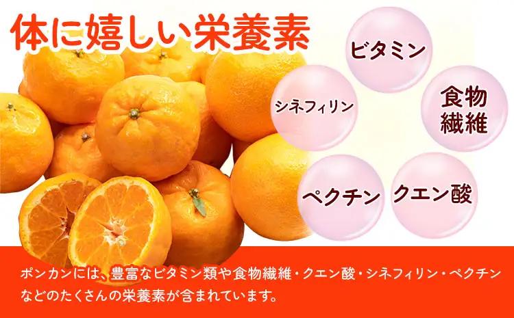 ポンカン 和歌山県産 ポンカン 約5kg