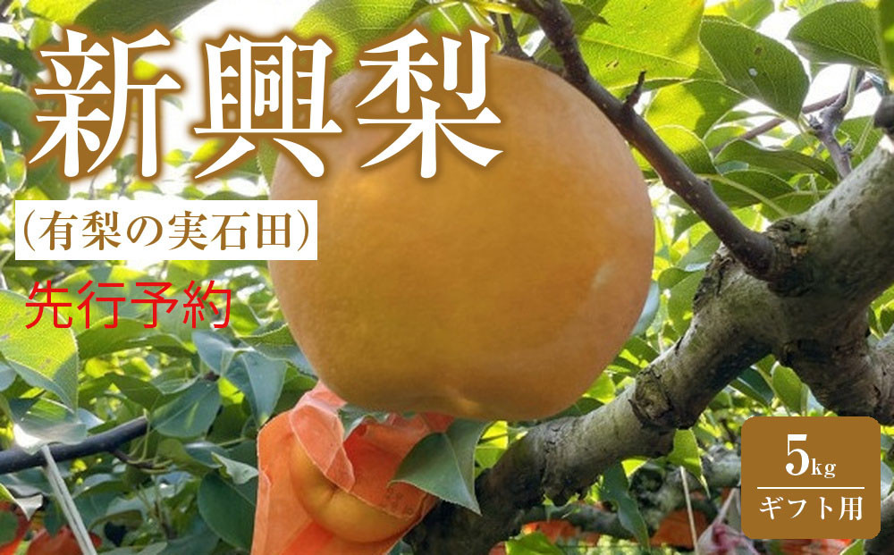 有梨の実石田 新興梨(ギフト用)5kg(10月中旬から発送）