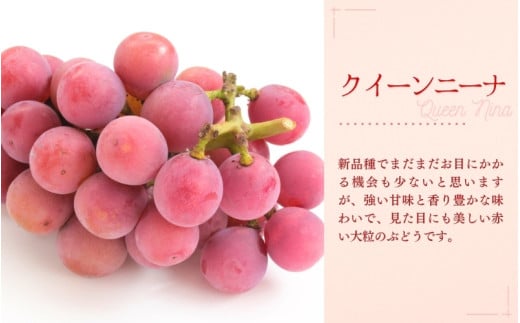 【2026年先行予約】ご家庭用大粒ぶどう３種セット岡山　訳あり【NF-13-01】 ぶどう 詰め合わせ 真庭市 食べ比べ【nisfarm013-02】