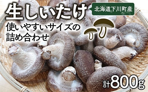 生しいたけ【使いやすいサイズの詰め合わせ】800g Mサイズ(100g×4パック) Lサイズ(200g×2パック) 軸太 肉厚 椎茸 シイタケ 野菜 ふるさと 納税 国産 北海道産 F4G-0013