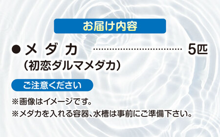 改良メダカ5匹 初恋ダルマメダカ メダカ 観賞魚 ダルマ  愛西市 / 株式会社プロスパージャパン[AEAK006]