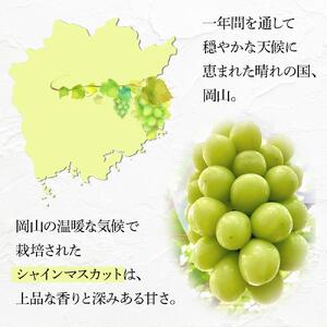 ぶどう 2026年 家庭用　岡山県産 訳あり シャインマスカット 1kg以上 摘み落とし＜9月以降発送＞｜  シャインマスカット