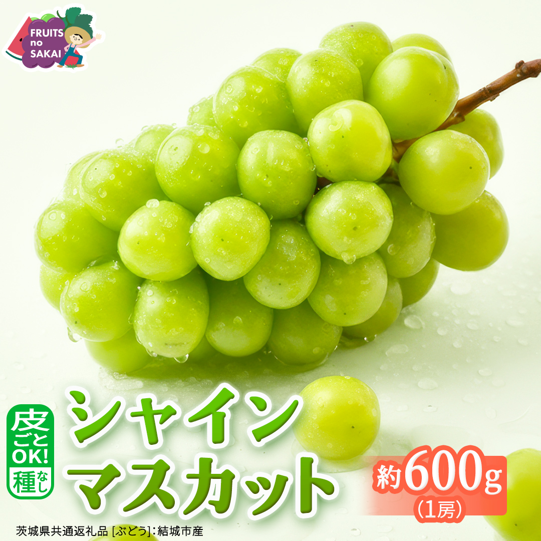 シャインマスカット 約600g （1房）【2026年9月より発送開始