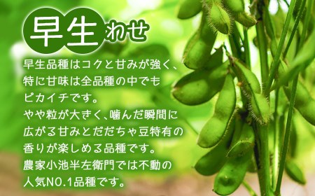 【令和7年産先行予約】朝採りだだちゃ豆（枝豆） 食べ比べ定期便 1.5kg (500g×3袋)×3回 お届け 早生・白山・晩生　小池半左衛門