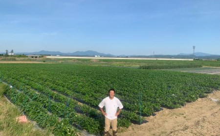  [枝豆 定期便 1kg×3回] 新潟県産 枝豆（陽恵） 朝採り 枝豆 1kgを3回お届け 枝豆 [堀川農園] 【030S034】