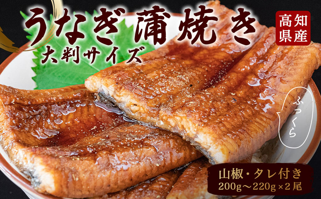 
うなぎ 鰻 蒲焼 約 200g × 2尾 高知県 産 蒲焼き の タレ 付き 高知 須崎市 ウナギ
