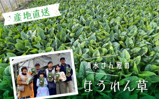 《先行予約》令和7年産【6月～10月発送】奥飛騨山之村 清水さんちのほうれん草 180g×2袋 野菜 葉物野菜 ホウレンソウ ほうれんそう 産地直送