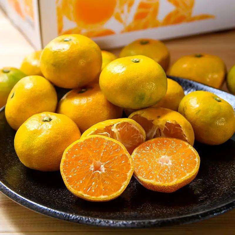 【先行予約】極早生みかん「南国の陽蜜」5kg 糖度10.5度以上＜2-5a＞