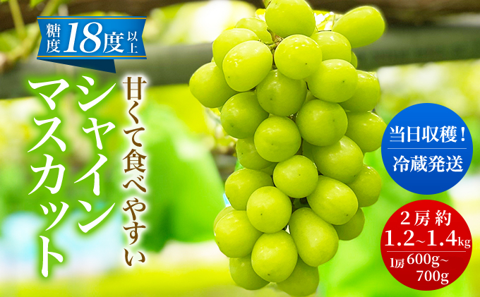 【先行予約】シャインマスカット 2房 1.2kg～1.4kg程度（1房 600～700g）＜出荷時期：2026年10月上旬～10月中旬ごろ＞【数量限定 期間限定 果物 果物類 フルーツ ぶどう ブドウ 葡萄 マスカット 秋田 にかほ】
