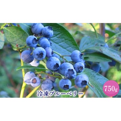 北海道仁木町産冷凍ブルーベリー750g[No.5613-0868]