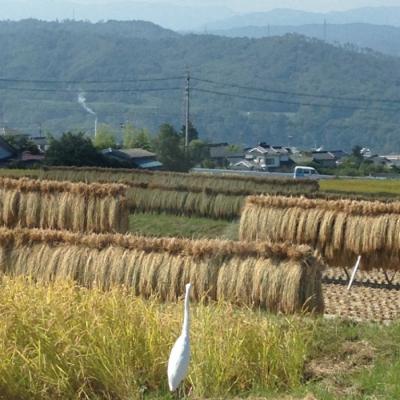 ふるさと納税 東御市 【ならはら農園】昔ながらのはぜかけ米コシヒカリ　白米2kg |  | 02