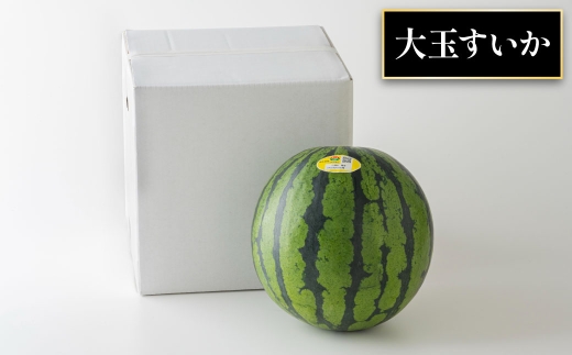 【 3か月定期便 】 熊本 すいか 食べ比べ 定期便 （ 3月 ・ 4月 ・ 5月発送 ） 果物 フルーツ 果実 果汁 果肉 国産 冷蔵 定期 定期配送 旬 旬の果物