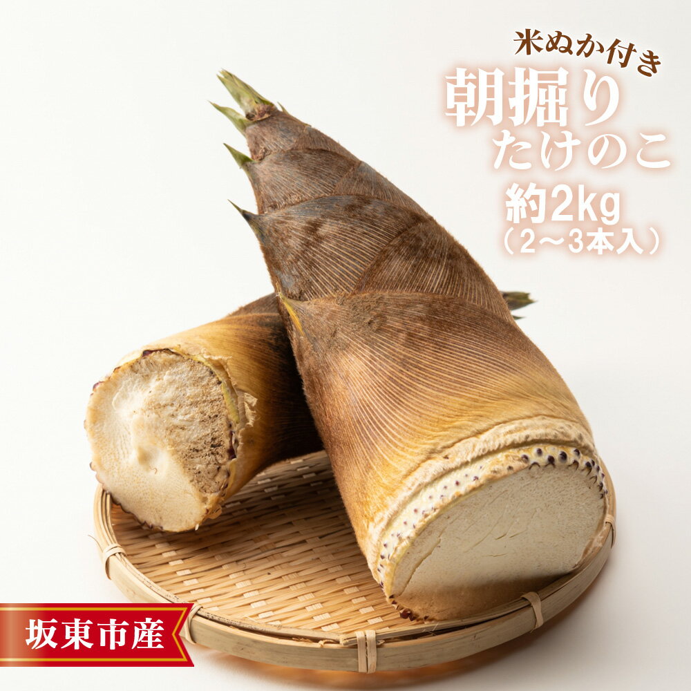 【ふるさと納税】茨城県坂東市産 朝掘りたけのこ 約2kg（2～3本入）・米ぬか付き ／ 野菜 タケノコ 筍 新鮮 旬 春の味覚 坂東市産 送料無料 茨城県 No.708