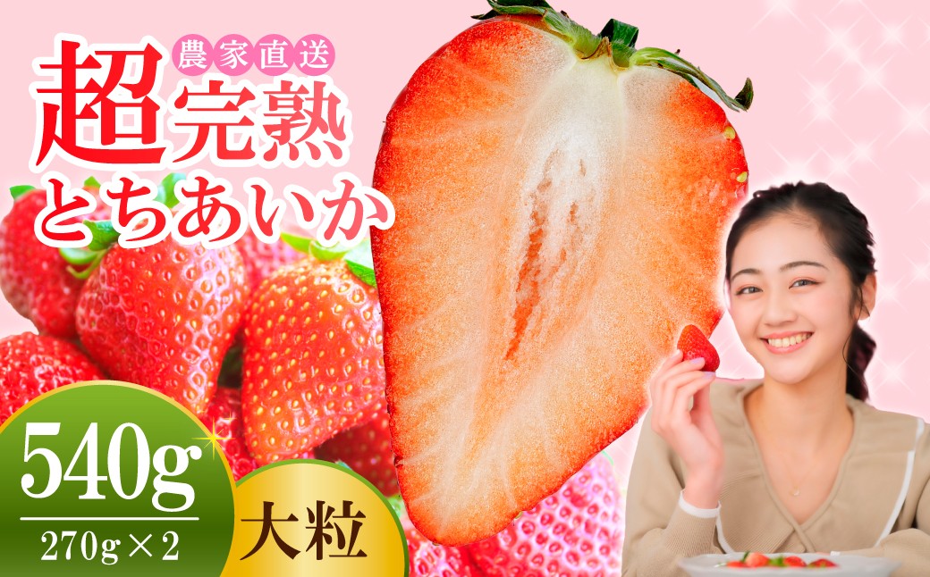 
            【先行受付：選べる発送月】いちご 小島さんちの 完熟 とちあいか 大粒 約270g × 2パック 合計 約540g | いちご イチゴ 苺 とちあいか 完熟 甘い あまい 大粒 果物 フルーツ くだもの 旬 産地直送 栃木県産 小島いちご園 栃木県 茂木町
          