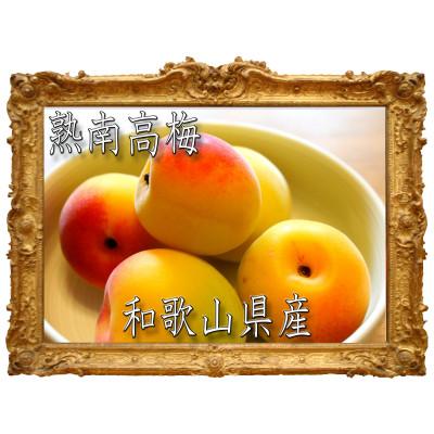 ふるさと納税 かつらぎ町 【梅干・梅酒用】紀州和歌山熟南高梅 大玉4Lサイズ 約2kg赤秀品【6月上旬〜7月上旬発送予定】