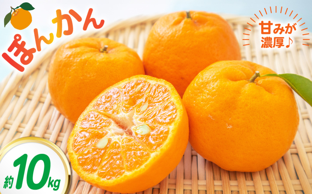 ポンカン 約10kg 柑橘 みかん ミカン 蜜柑 果物 フルーツ デザート 【2026年2月上旬-3月下旬発送予定】