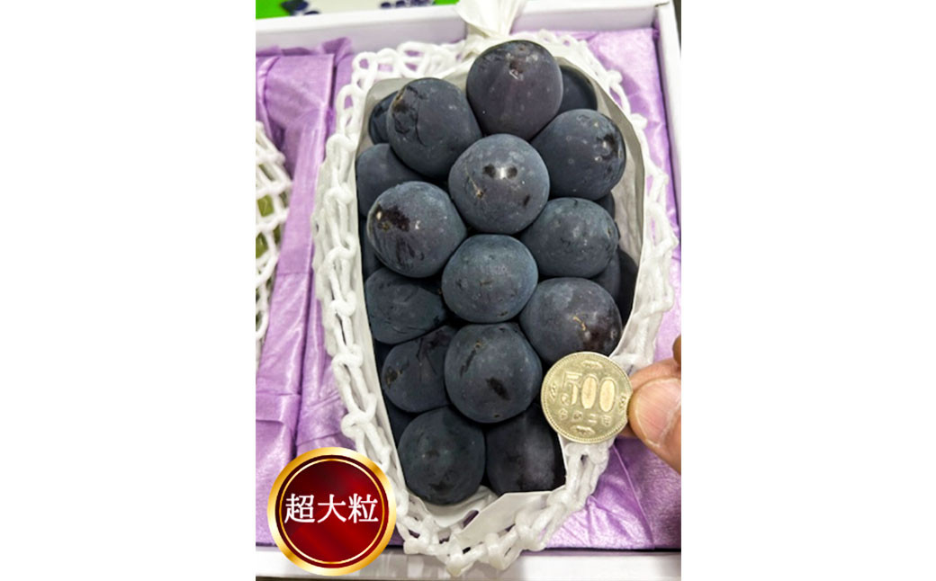 ぼっけえ大粒ピオーネ1房 800g以上 化粧箱入り