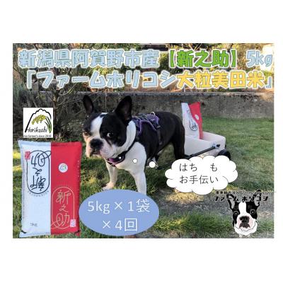 ふるさと納税 阿賀野市 【令和7年産新米】【4ヶ月定期便】新之助 「ファームホリコシ 新之助」 5kg×4回