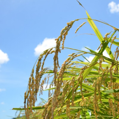 【令和7年産米】　ふっくら大粒　千葉県いすみ市産粒すけ　精米10kg(5kg×2袋)【1546627】