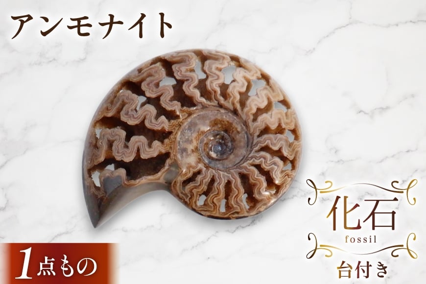 
                  化石 アンモナイト 羽幌産 台付き [加藤樹石苑 北海道 歌志内市 01227an017] 1点物 北海道産 インテリア 置物 コレクション 鉱石
                