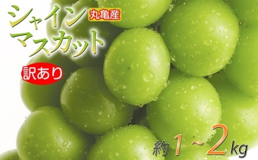 
                  【先行予約】 訳あり シャインマスカット 約1kg 約1.4kg 約 2kg 種なし 皮ごと 冷蔵 配送 マスカット ぶどう 葡萄 ブドウ フルーツ 果物 くだもの 瀬戸内 果汁 フルーツ 高級 デザート 果実 青果 甘い ビタミンC 食物繊維 ブドウ糖 美肌 季節 国産 ふるさと納税マスカット ふるさと納税ぶどう 香川県 丸亀市
                