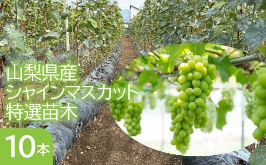 山梨県産シャインマスカット特選苗木（１０本セット） 253-003