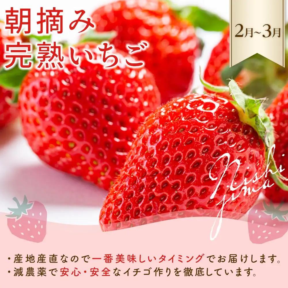 【年4回 旬のフルーツ定期便】｜いちご スイカ マンゴー メロン 定期便 ふるーつ 果物 旬 くだもの 贈答 ギフト 人気 おすすめ 高知県 南国市
