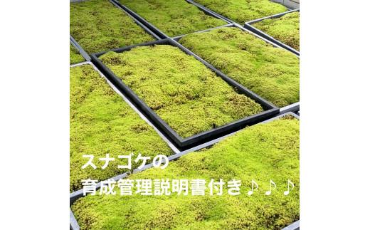 123-12　こけ専門農家直送!!スナゴケ（育苗トレー入り）6枚