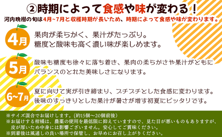 ＜《5月発送》旬をお届け！河内晩柑 約7kg＞ みかん ミカン 蜜柑 果物 柑橘類 果実 オレンジ フルーツ かわちばんかん カワチバンカン 15～20個前後 特産品 国産 明浜産 二ノ宮商事 愛媛県
