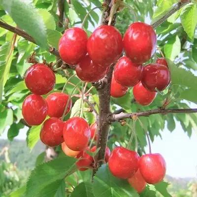 さくらんぼ（佐藤錦）５００ｇ　２Ｌサイズ　0112-2611