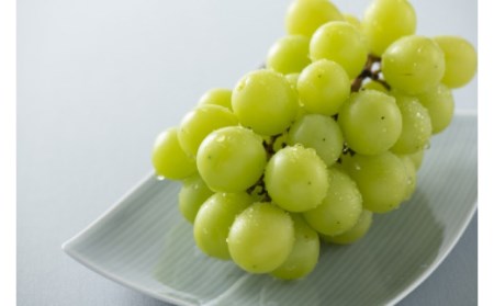 【先行予約】朝採れ シャインマスカット 1.1kg以上（2～3房入り） 新鮮 産地直送  中津 期間限定 中津市産 しゃいん マスカット 葡萄 ぶどう ブドウ フルーツ 果物 スイート 甘い 大きい 