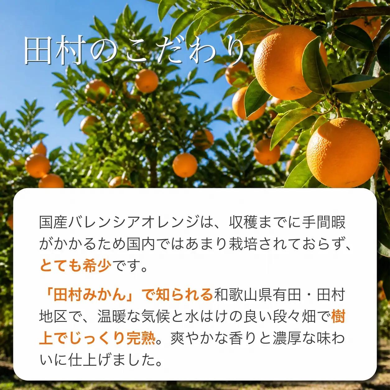 秀品　田村のバレンシアオレンジ　約7kg【2027年6月下旬頃～7月上旬頃順次発送予定】/ みかん くだもの フルーツ 【uot872】 
