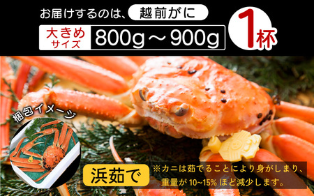 ≪浜茹で≫越前ずわい蟹 大きめサイズ× 1杯（800～900g）地元で喜ばれるゆで加減・塩加減で越前の港から直送！【12月発送分】【雄 ズワイガニ ずわいがに 姿 ボイル 冷蔵 福井県】希望日指定可 