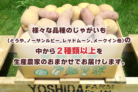 うんまいじゃがいも 20kg (2種類以上の詰め合わせ) [数量限定／期間限定] 8月中旬より順次発送｜じゃがいも ジャガイモ ポテト 馬鈴薯 とうや ノーザンルビー レッドムーン メークイン 産地直