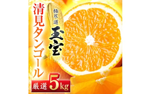 ＜愛媛名産＞玉宝清見タンゴール　5kg＜C64-35＞【1510847】 YWTY024