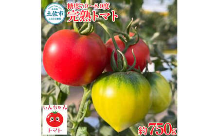 【先行予約】完熟トマト しんちゃんトマト 糖度7.0?8.9度 約750g 高知県土佐市 【横山真吾】 [BQCG002]